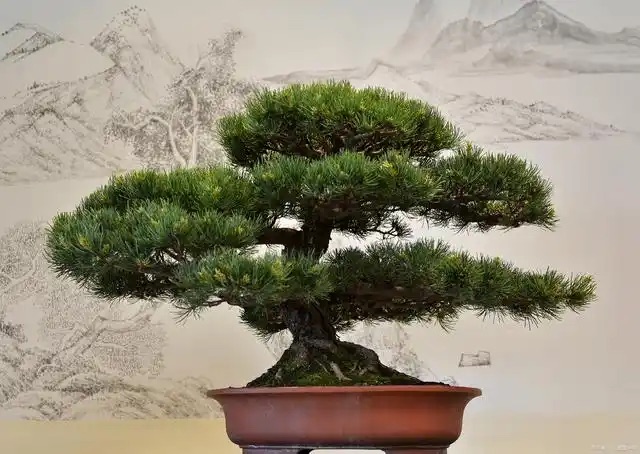 Podocarpus macrophyllus